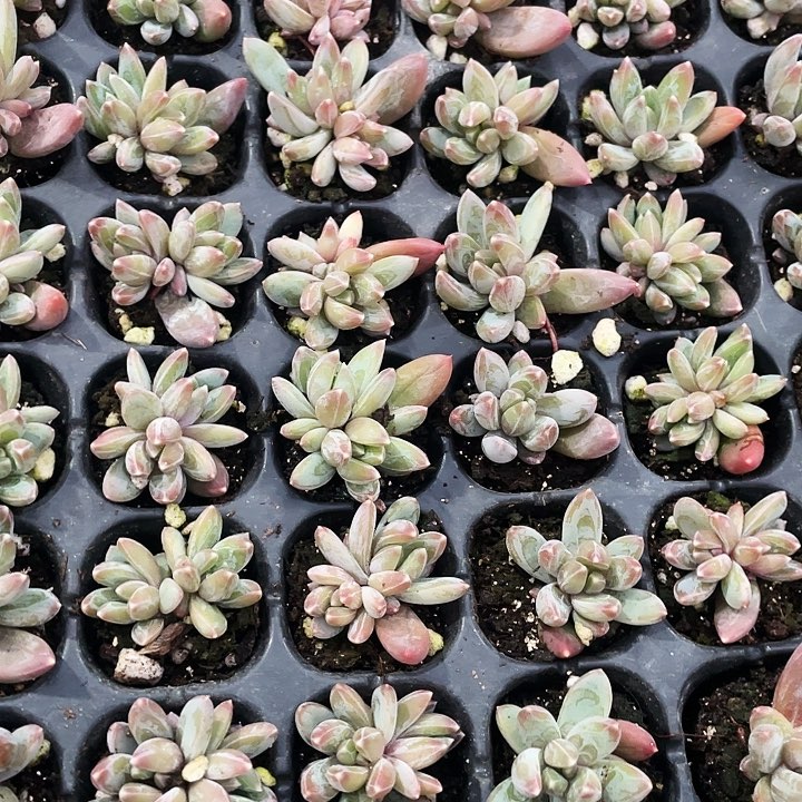 9.9五颗青提88888888