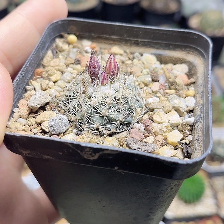 娇丽实生球一颗一物一拍