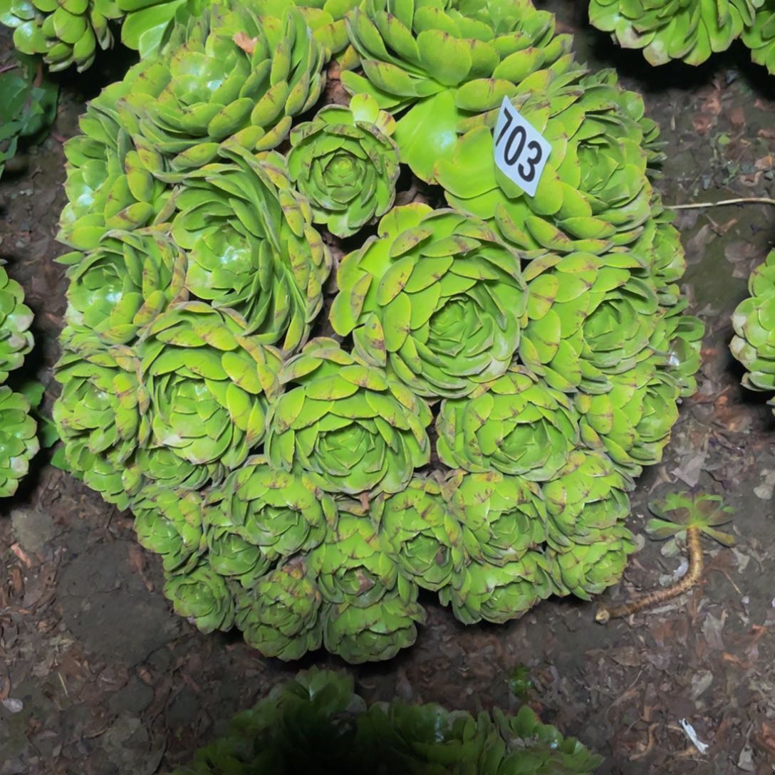 万拉丝14//17包邮