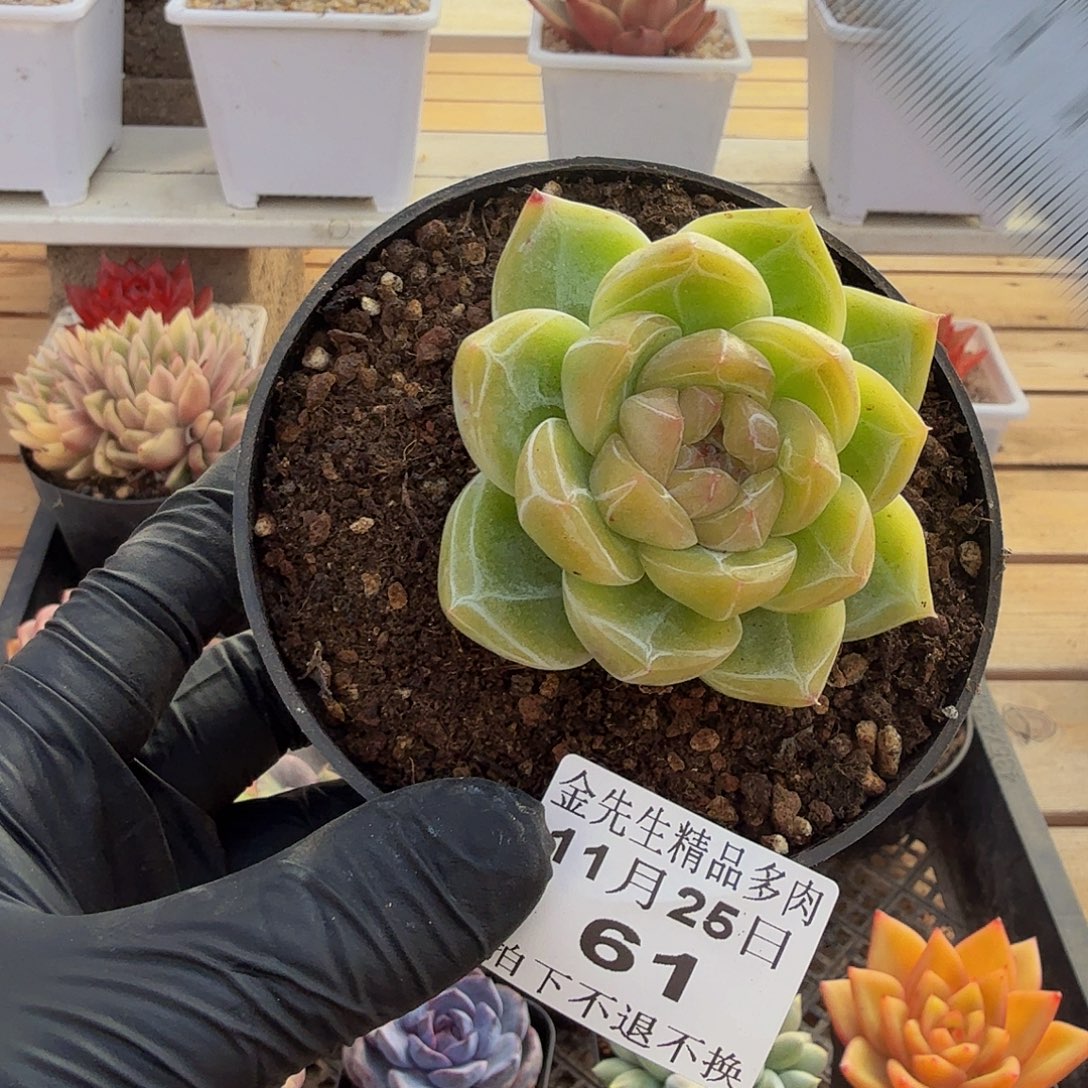 1125-61冰花单头a