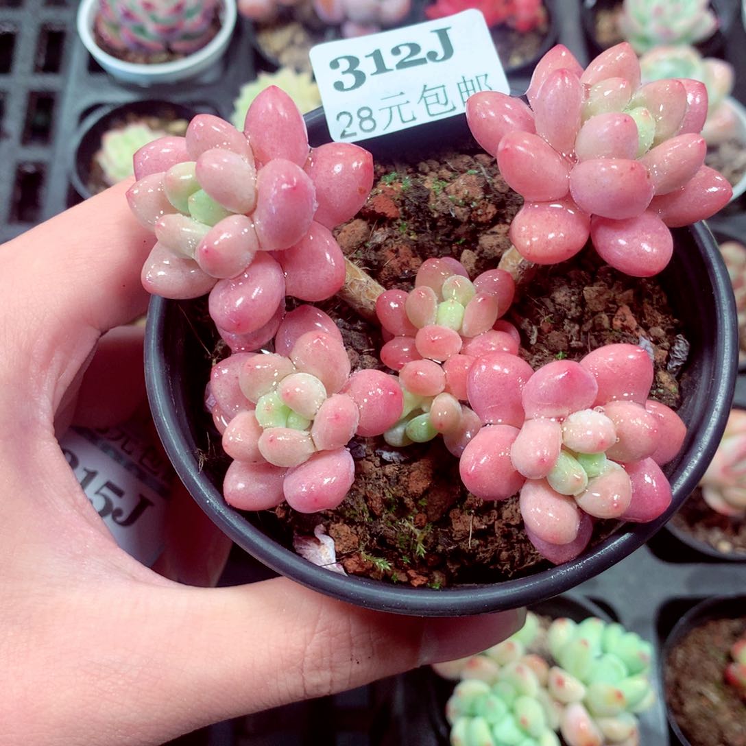 5厘米盆精控多肉312