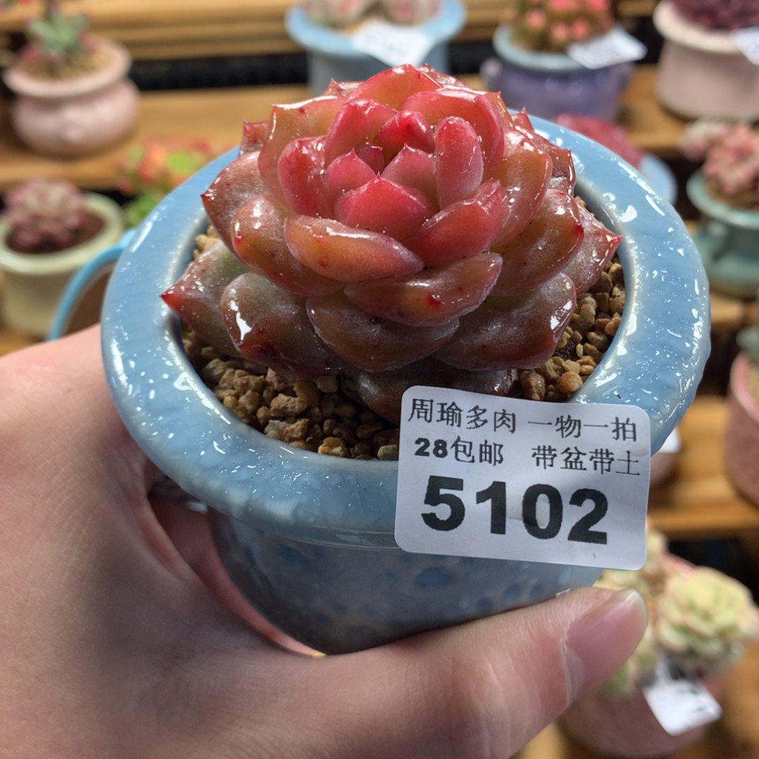 5厘米盆精控多肉5102