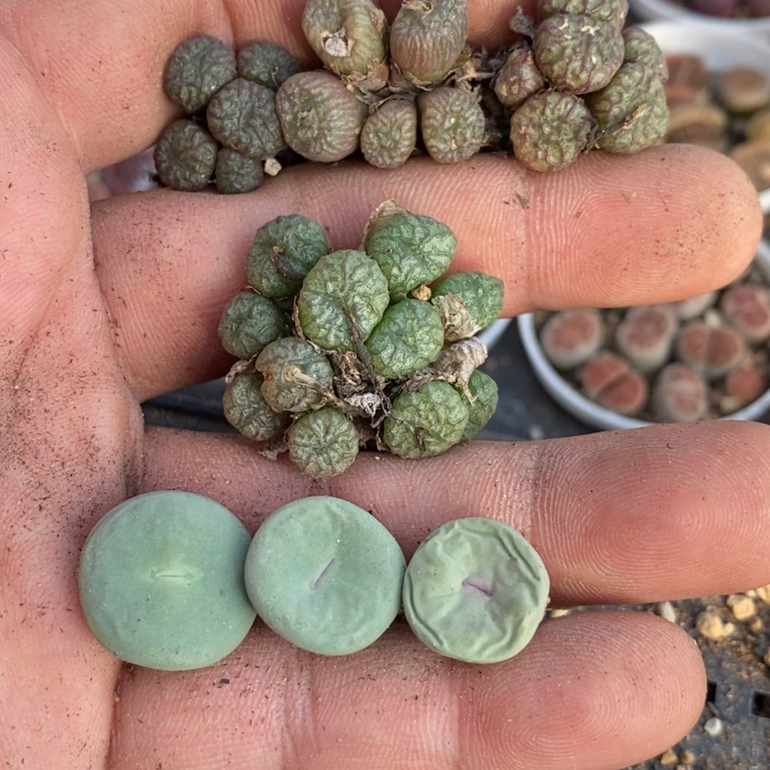 0653 直播间一物一拍