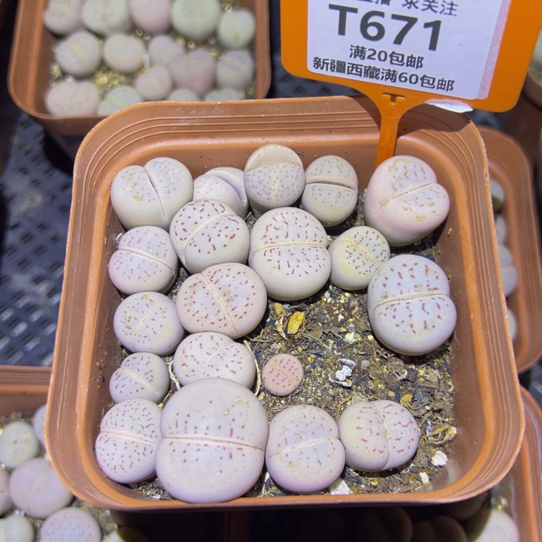 671 一物一拍，默认有伤，介意勿拍，不退不换