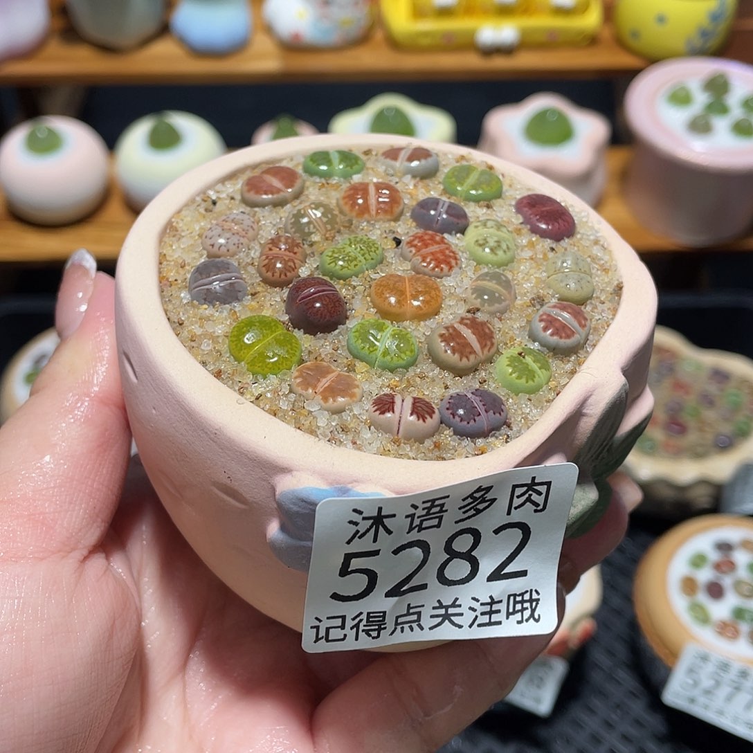 带盆土植物 一物一拍5282