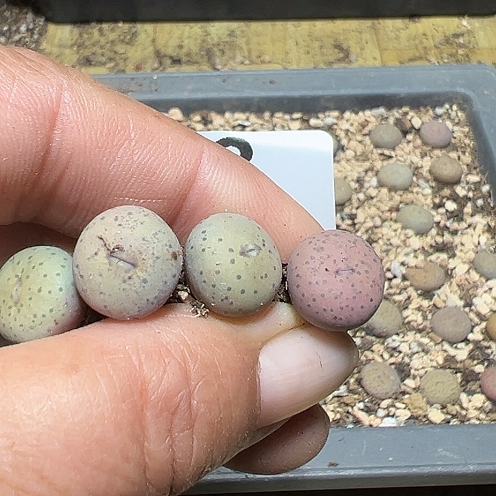 A***ᐝ548号奶油嘴4个多肉植物