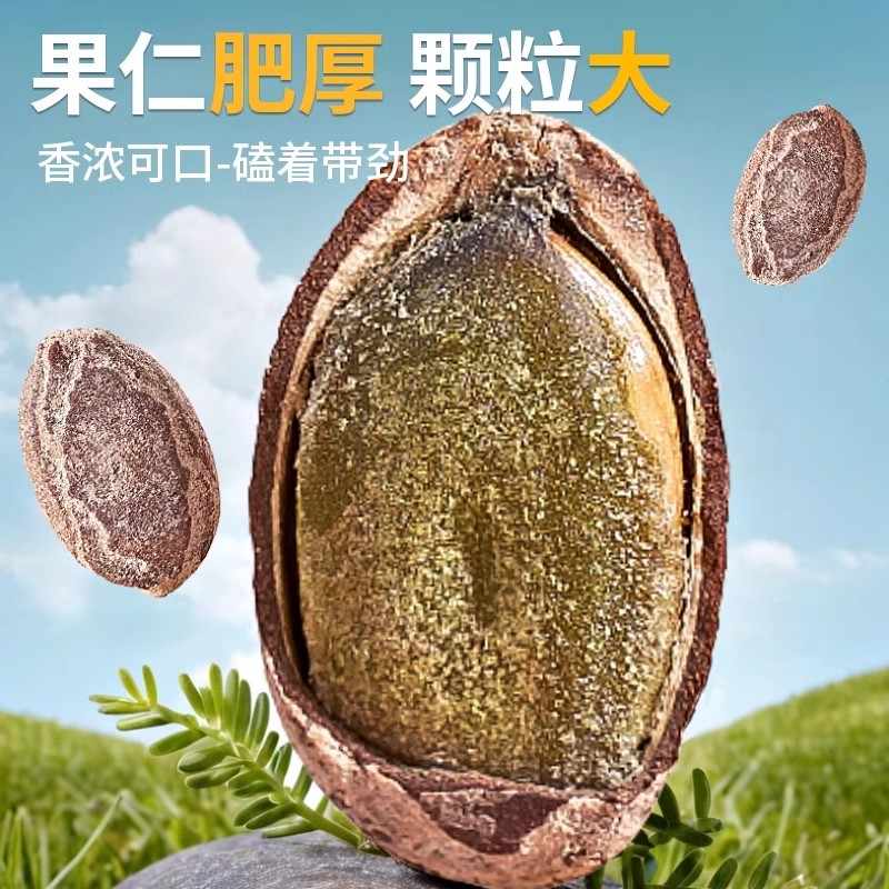 新货大颗粒吊瓜蒌子古法制作酥脆美味坚果零食