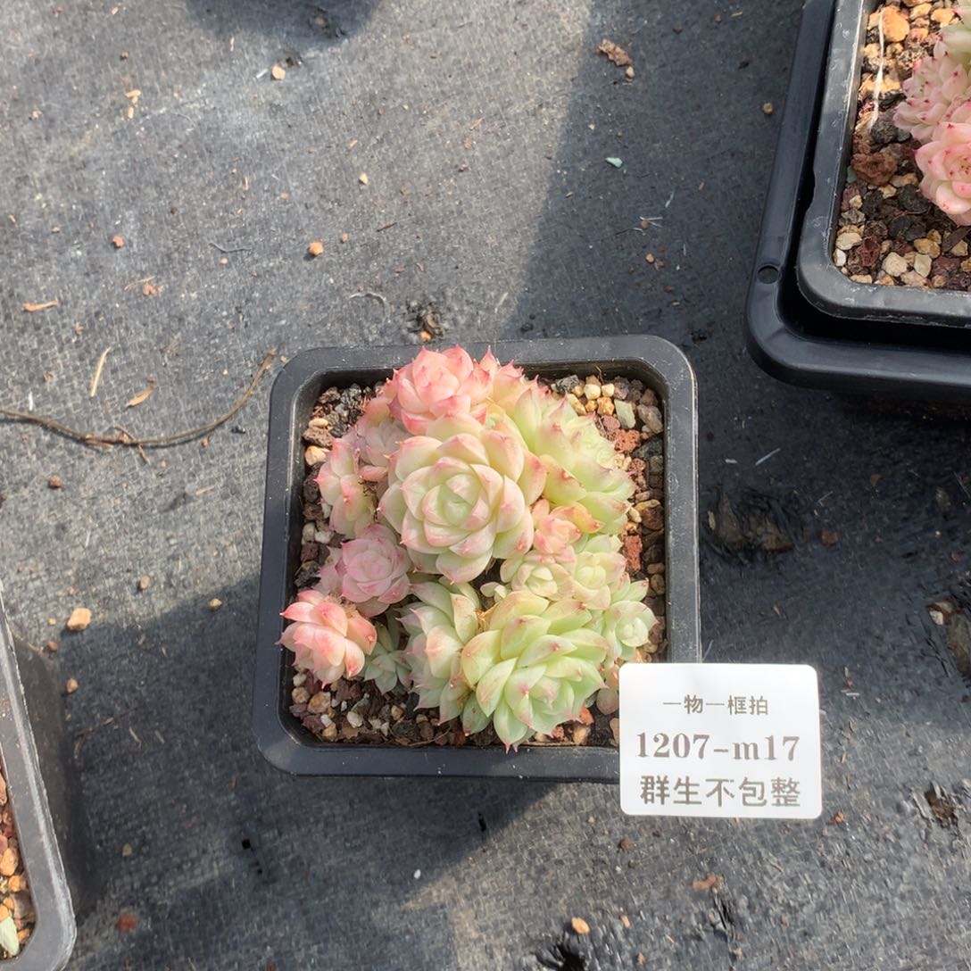 喝***榜一物一框拍 1207-m17 群生不包整