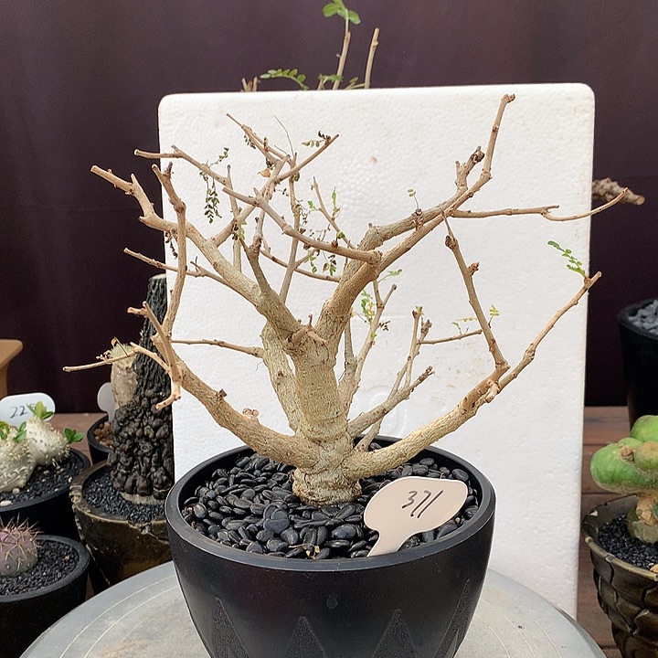 371尼勒达乳香王哈哈哈哈哈哈哈