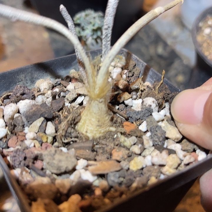 满38包邮2天凑单，脱土晾根发货多肉植物