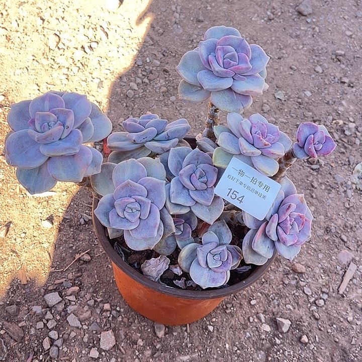 紫乐石化锦，一物一拍