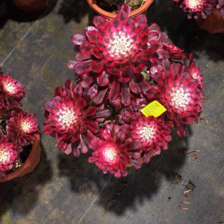 红同白多肉984000000000