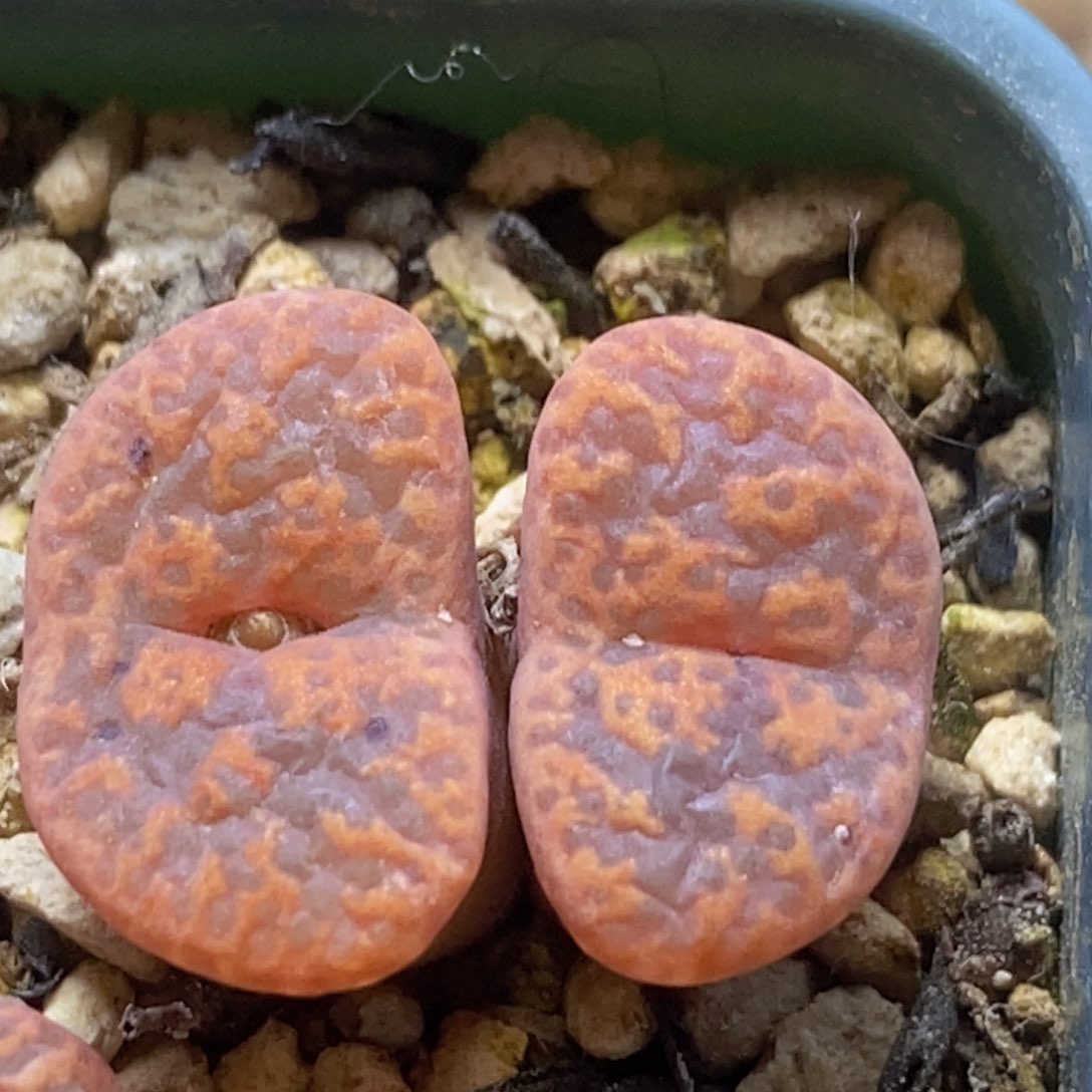 一颗双头朱雀好看好看