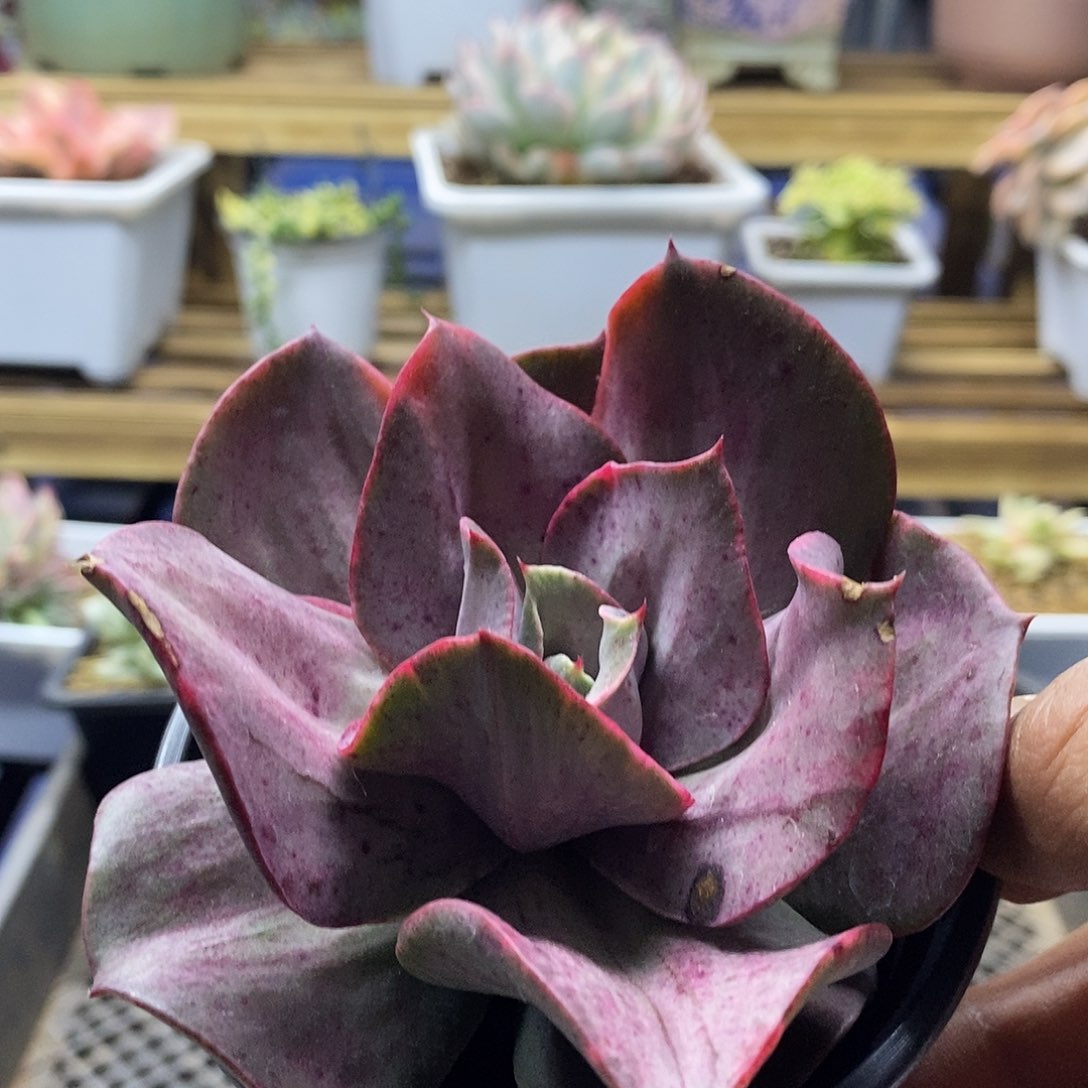 2619 迷你古琴锦