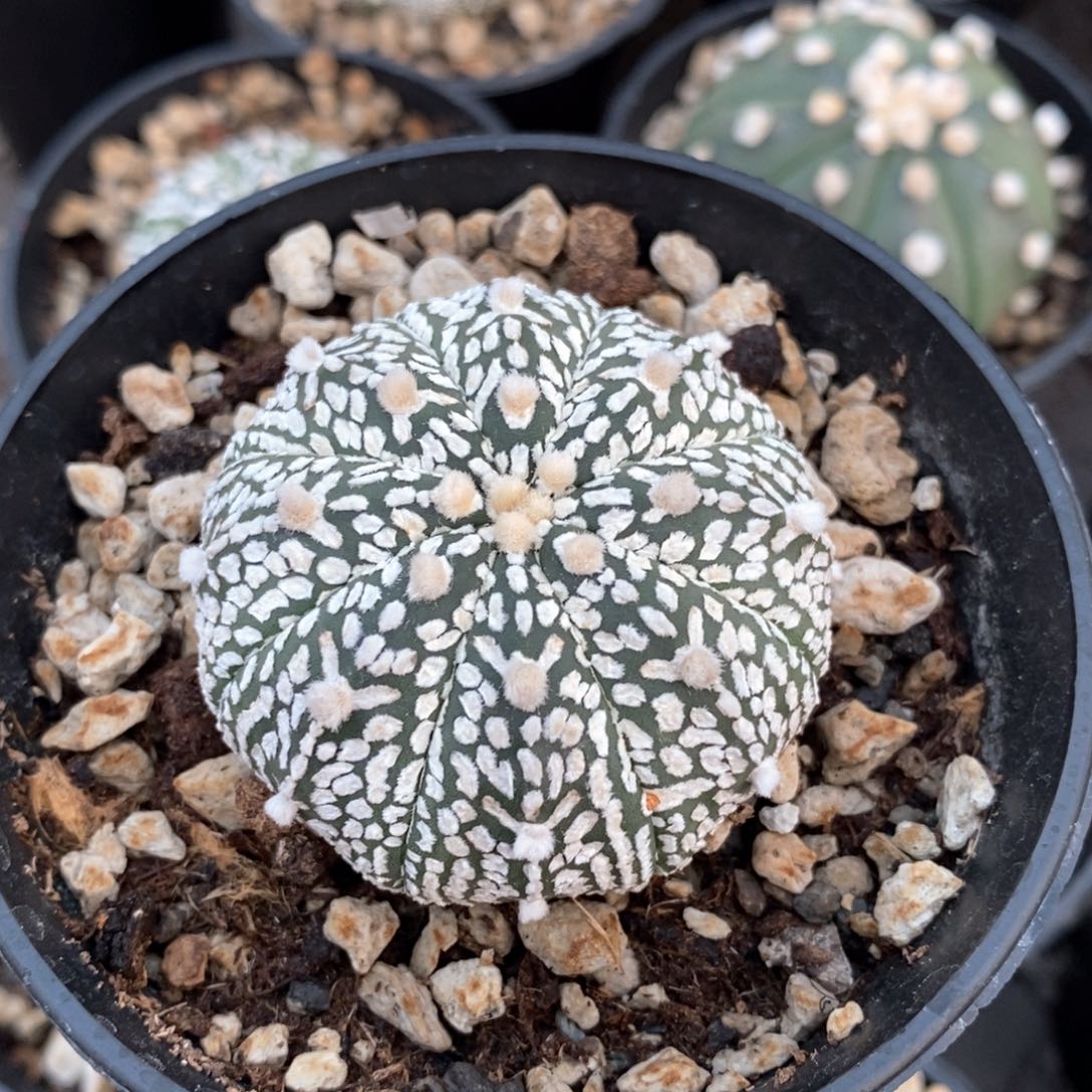 仙人球的世界特价38