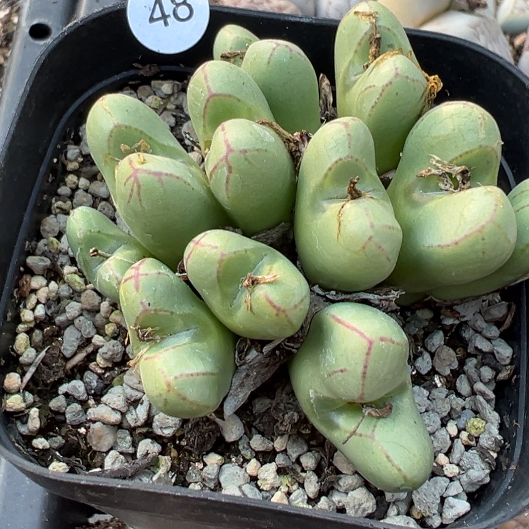 多肉植物1111111111111