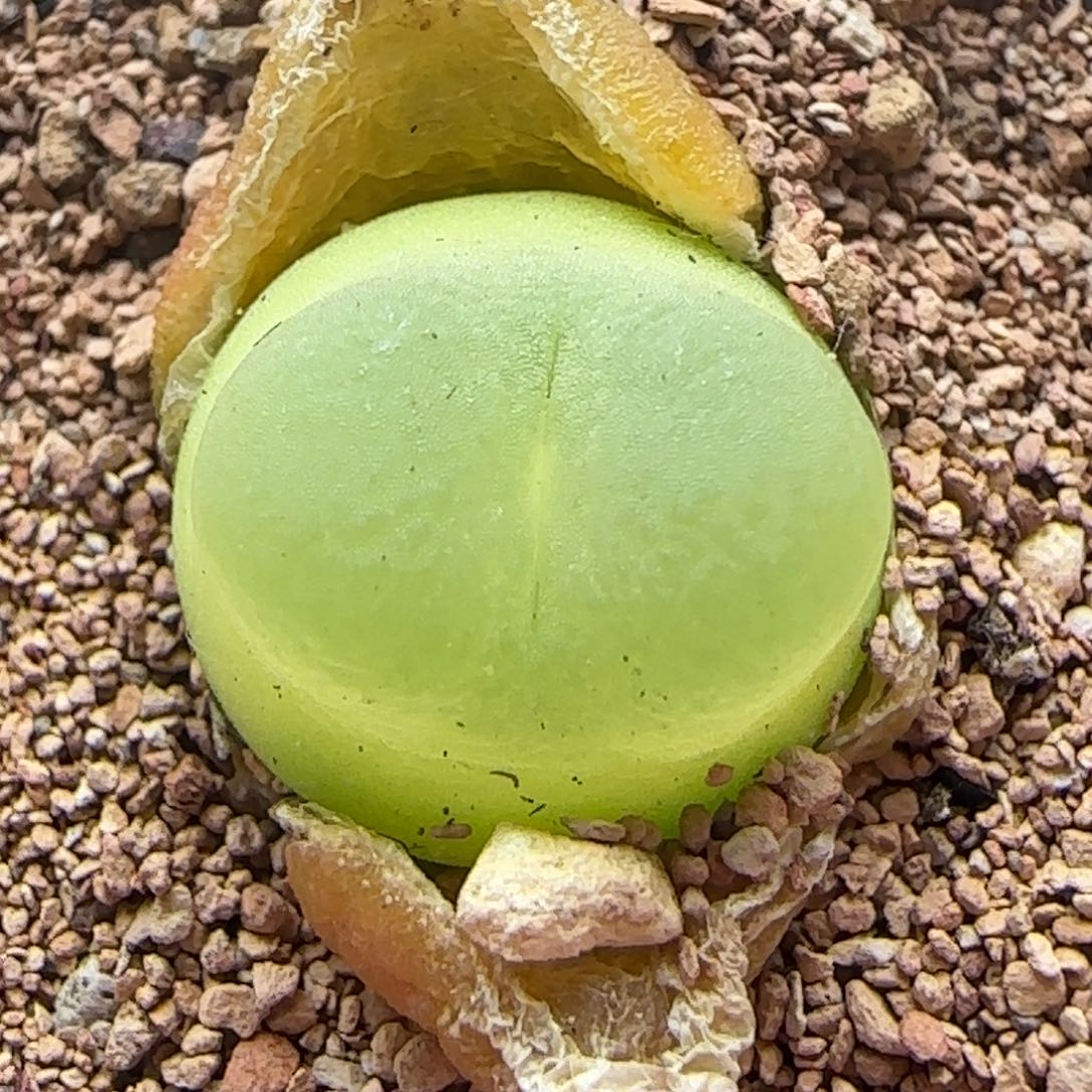 4.24.46/新头1.1紫皮拉登/三年半