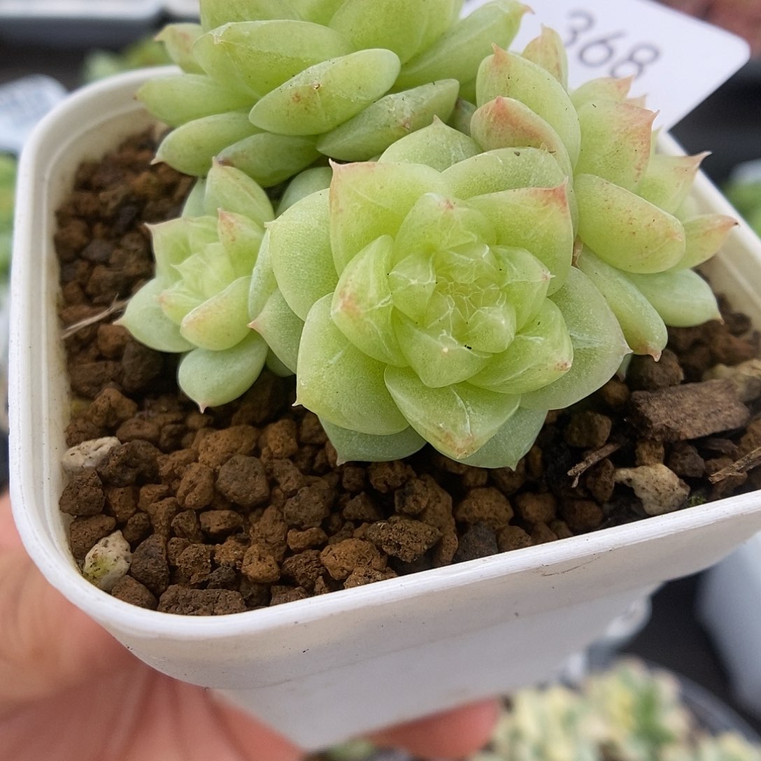 一物一拍一物一拍921-368