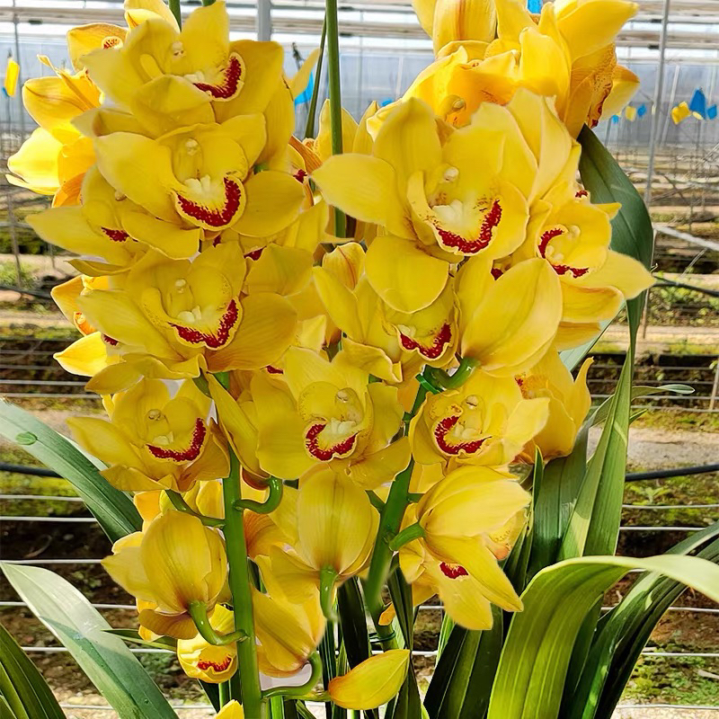 黄金岁月大花蕙兰室内年宵花卉盆栽