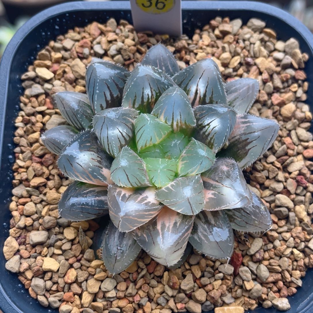 巨大赤线玉露锦十二卷