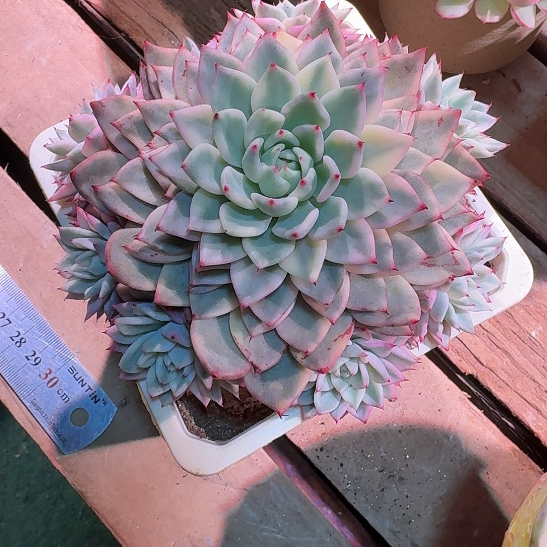 ****️绿爪锦多肉多肉多肉