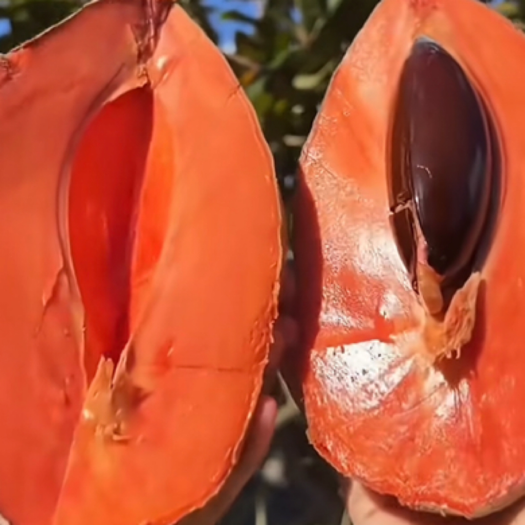 妈咪果 绿植盆栽 直播专用链接 一物一拍