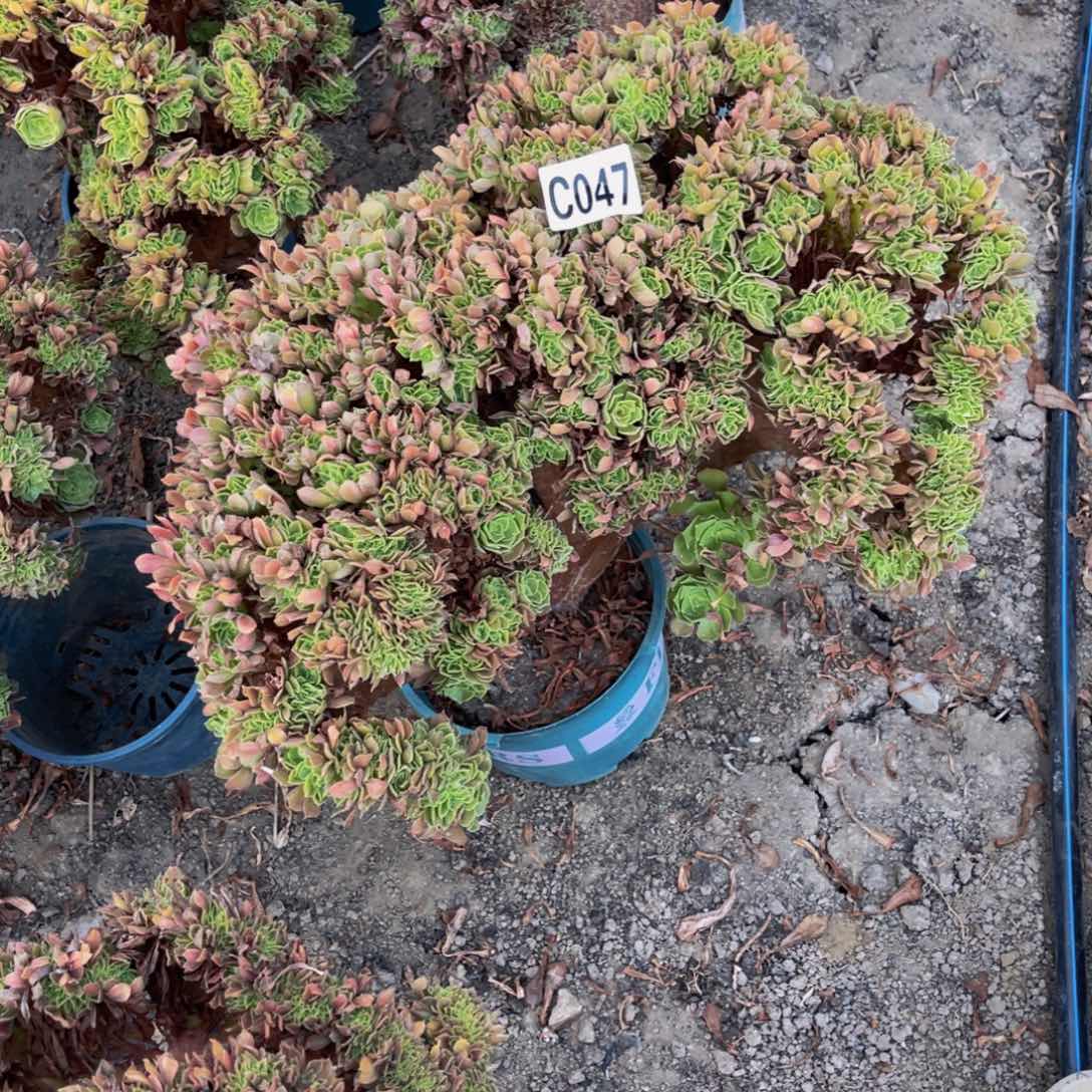 玫瑰法师16///24包邮