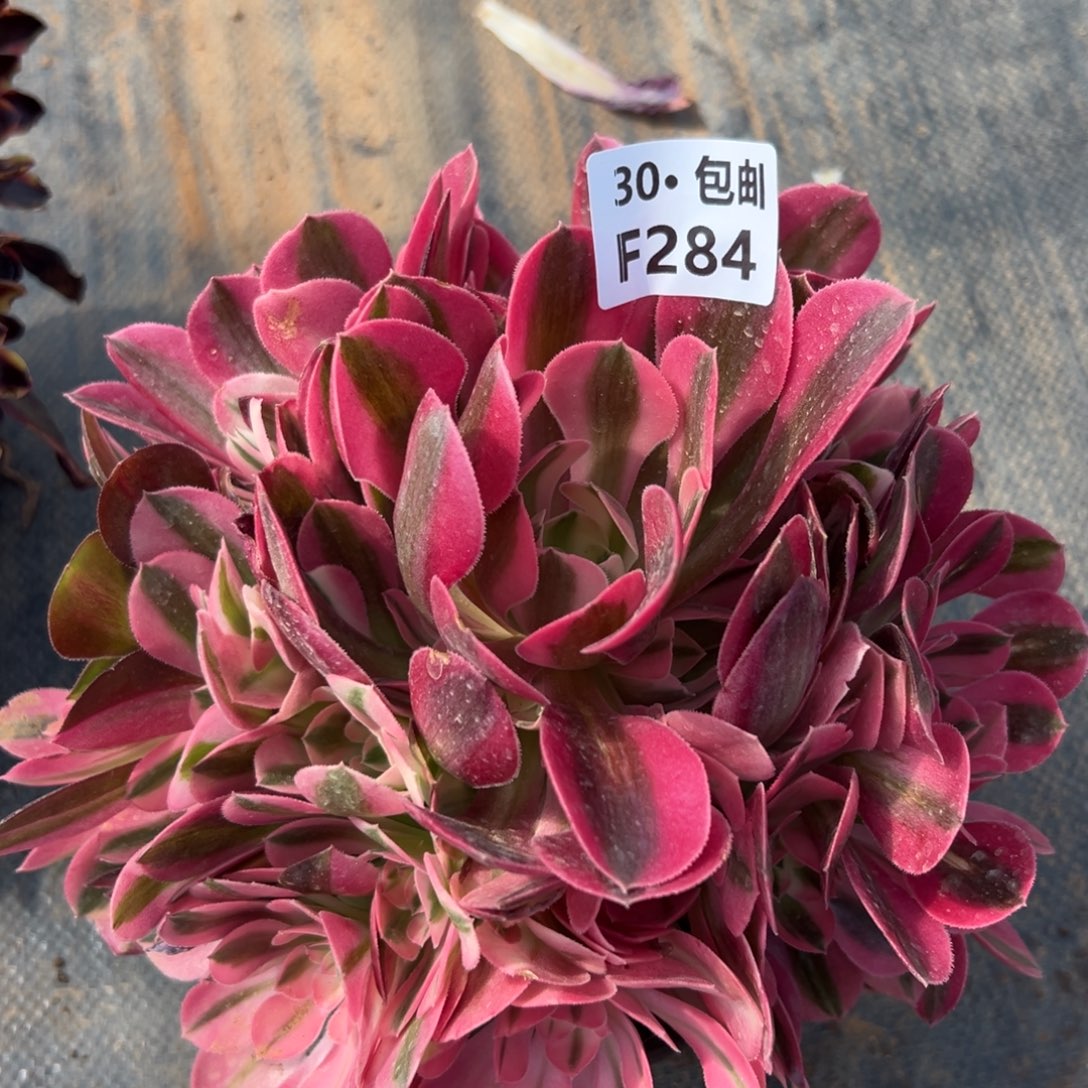 287香妃，满20包邮