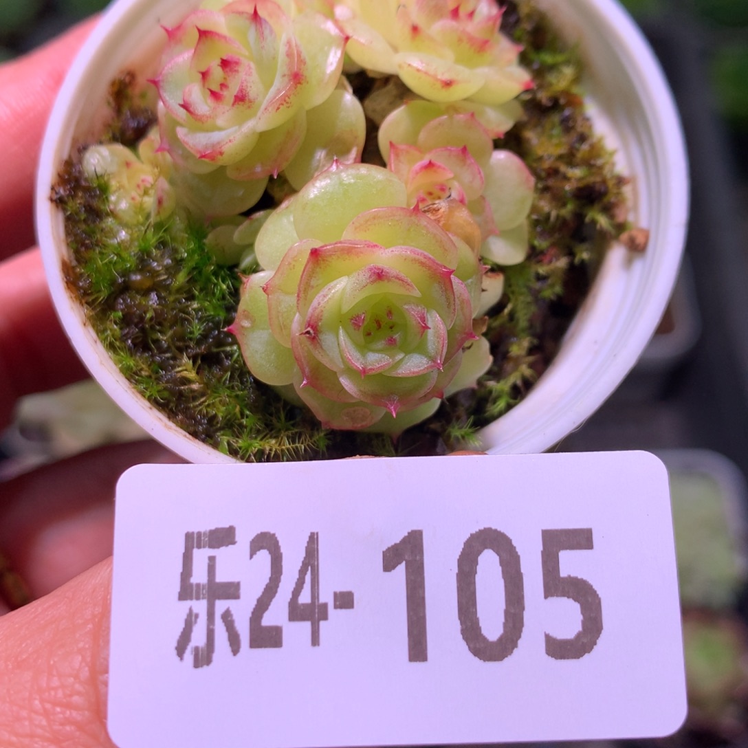 乐然24-105 麦秆群 