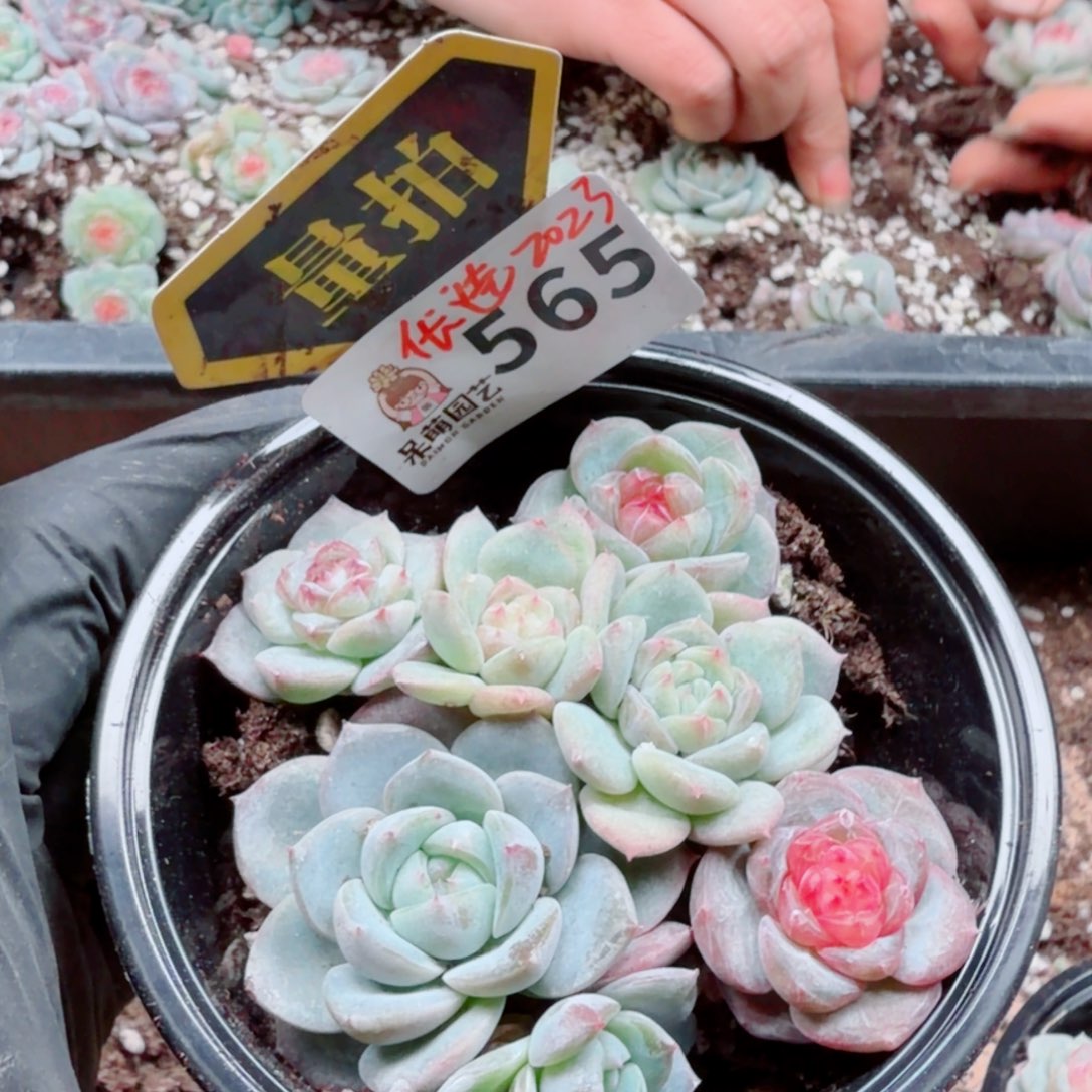 多肉植物多肉植物