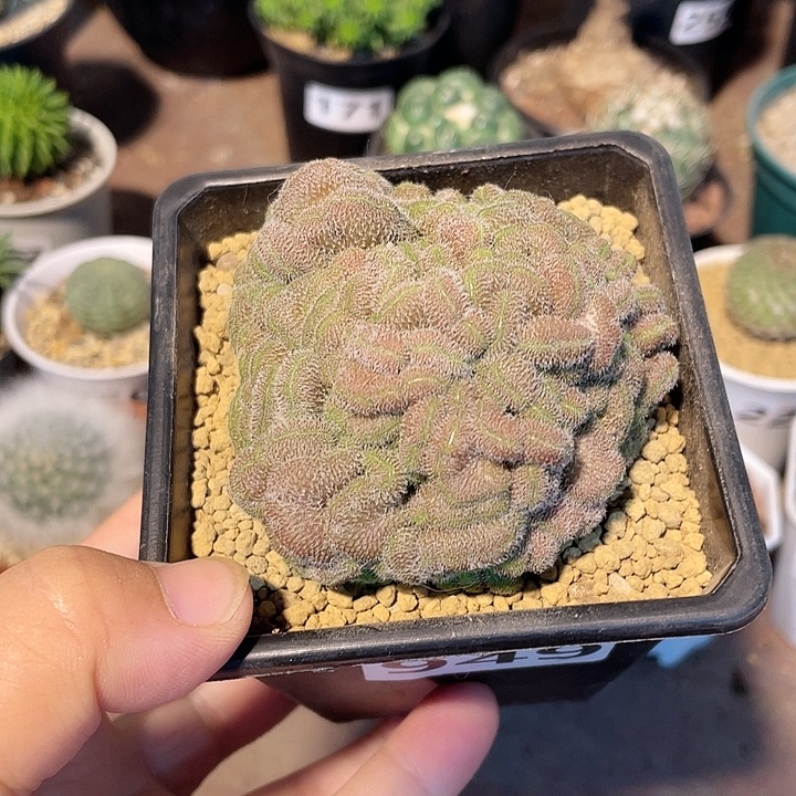 康***康949红檀缀化仙人球