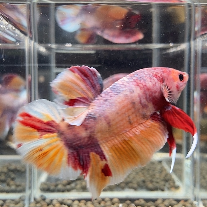 斗鱼黑253号巨丢将军