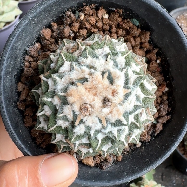 胖*924自根螺旋黑牡丹