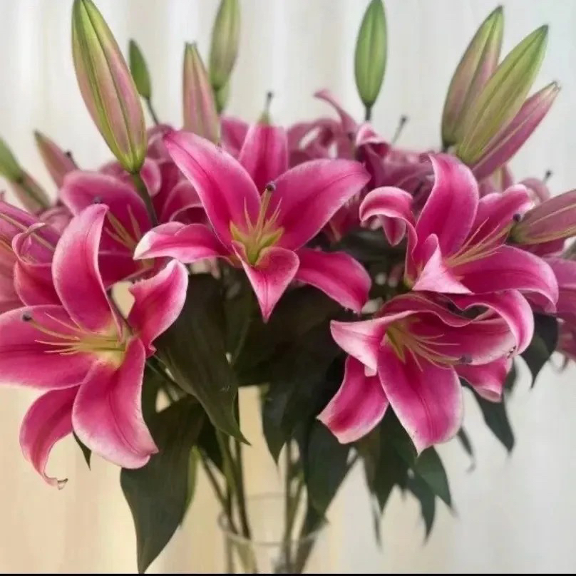 【红福】香水百合鲜花云南基地直发家庭水养任意拍两单鲜花送配草