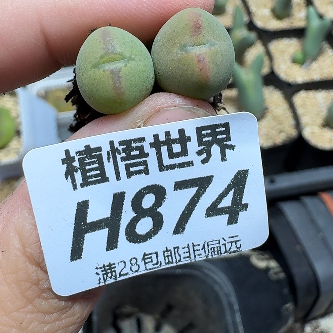 多肉植物的润泽fghj