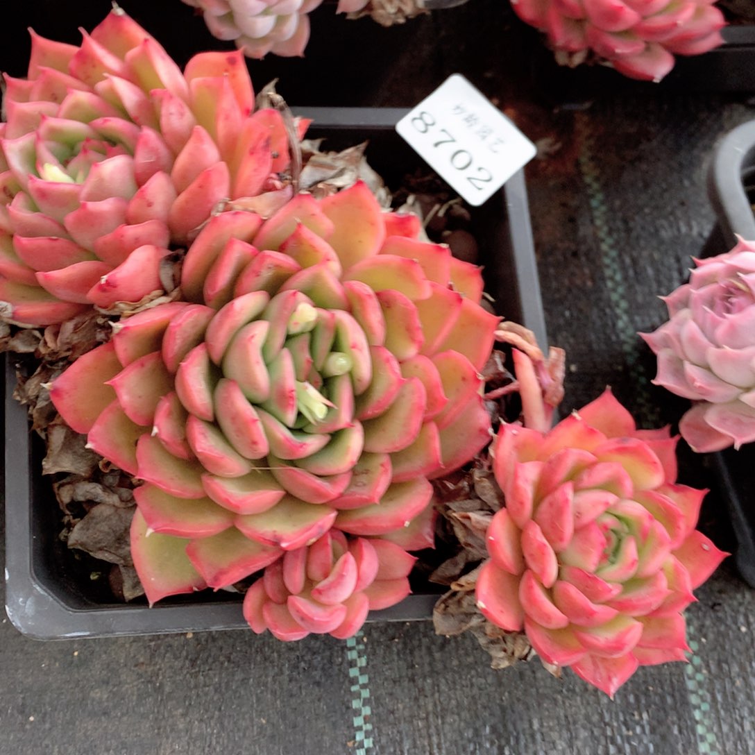 8702杂交多肉植物基地