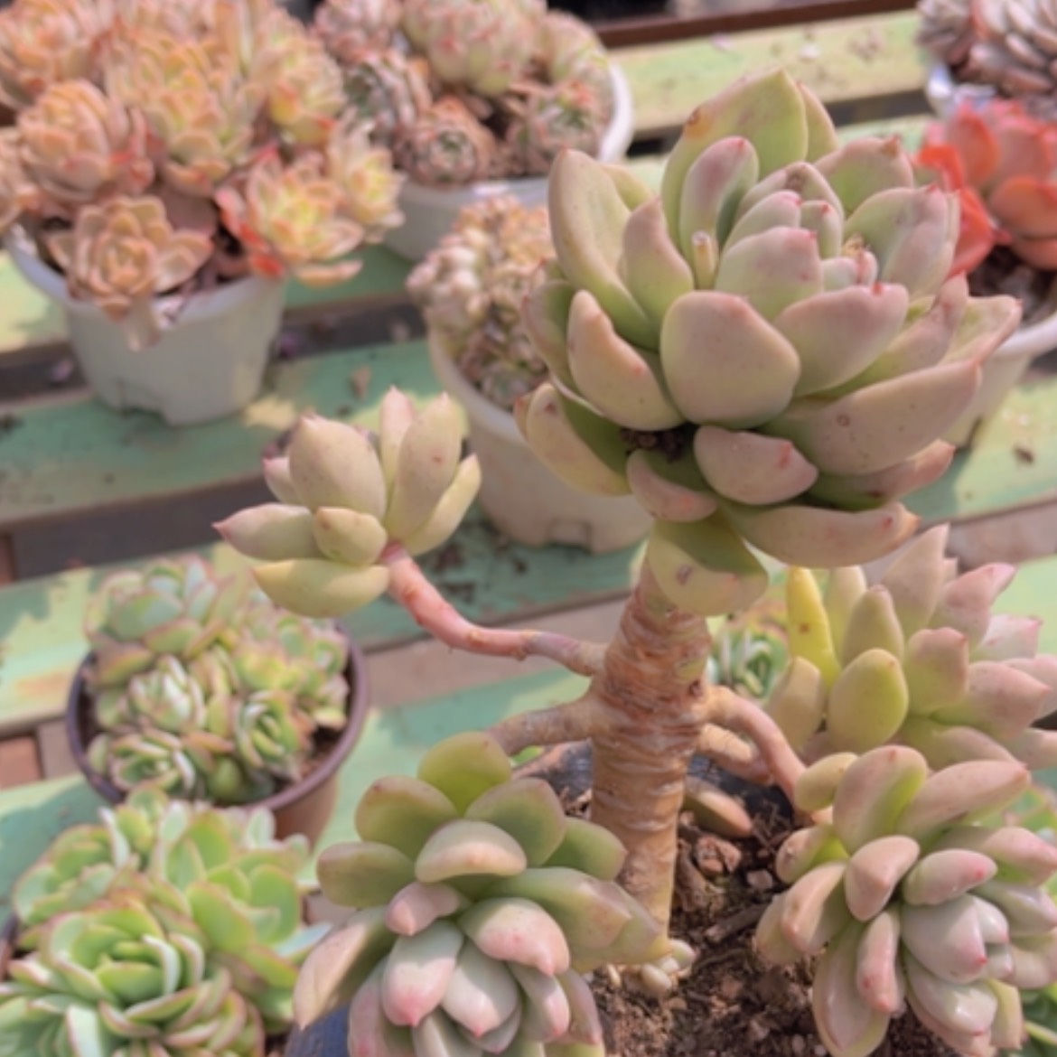 【闪购商品】奶油鳄梨1583