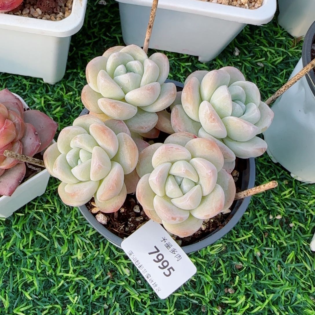 长杆冰玉，7995多肉