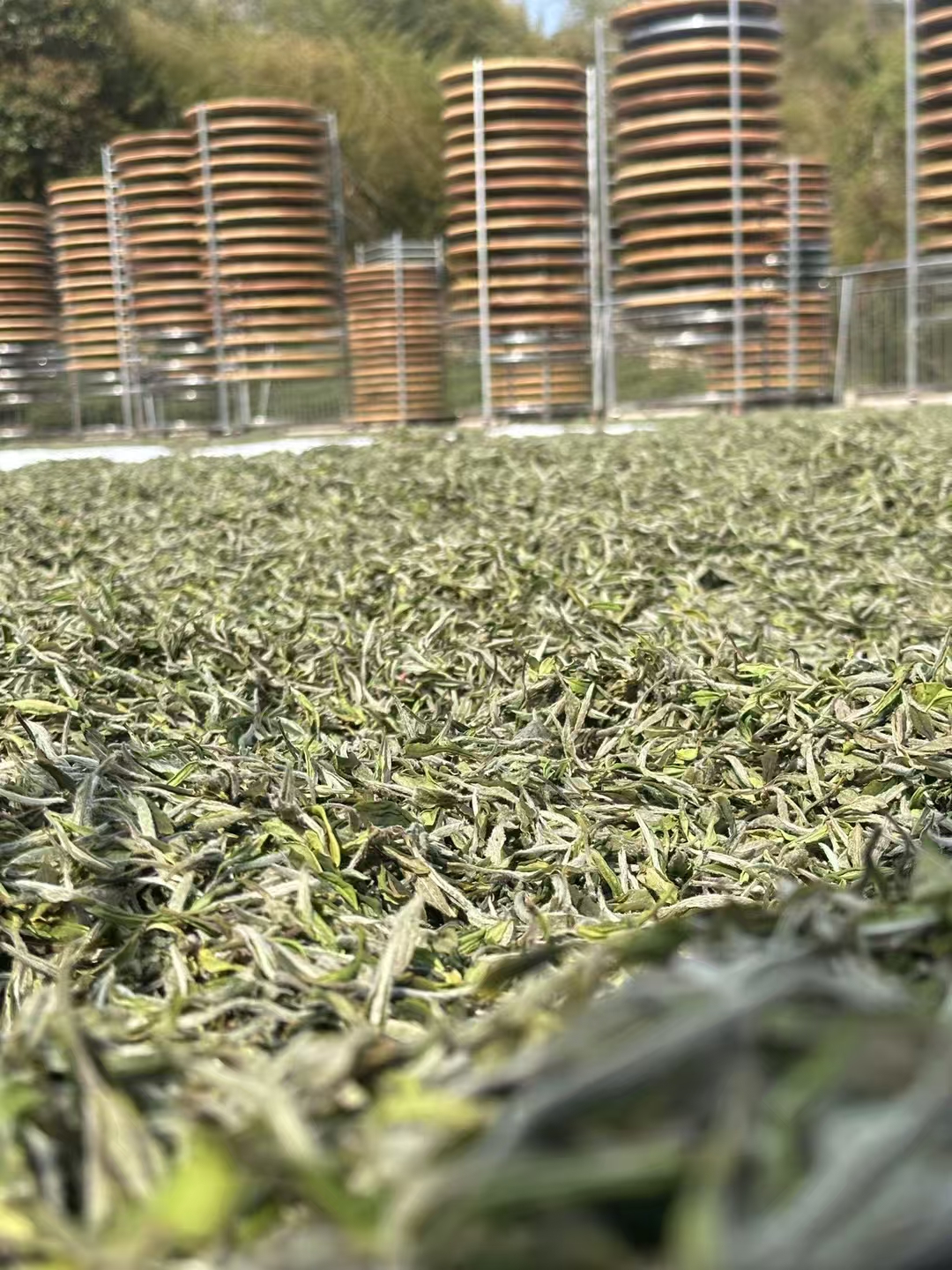 【花香牡丹】福鼎白茶 2025年磻溪大洋山高级白牡丹 兰花香