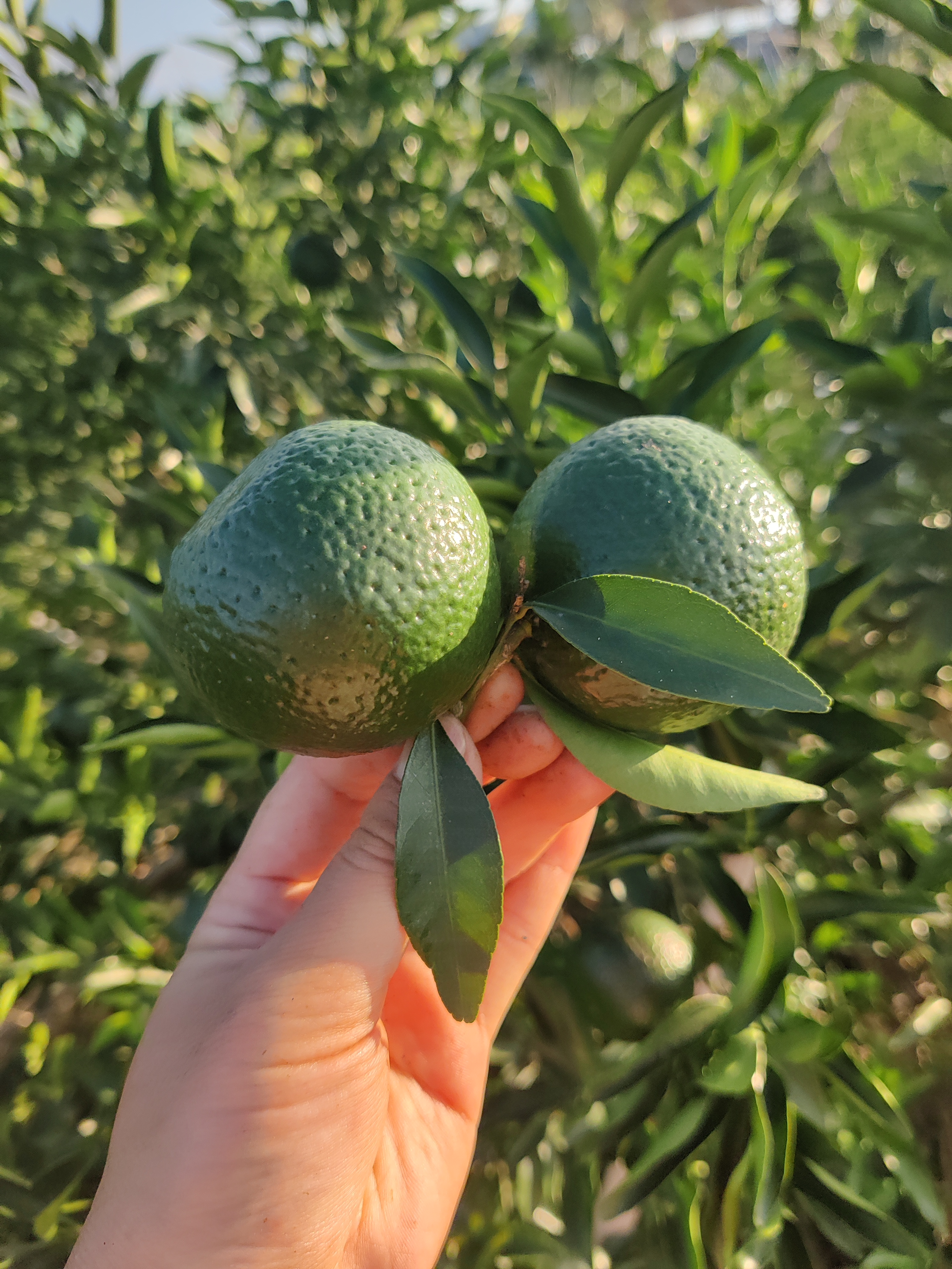 正宗新会东甲圈树鲜果柑香浓郁高香柑油丰富油室饱满做青皮小青柑