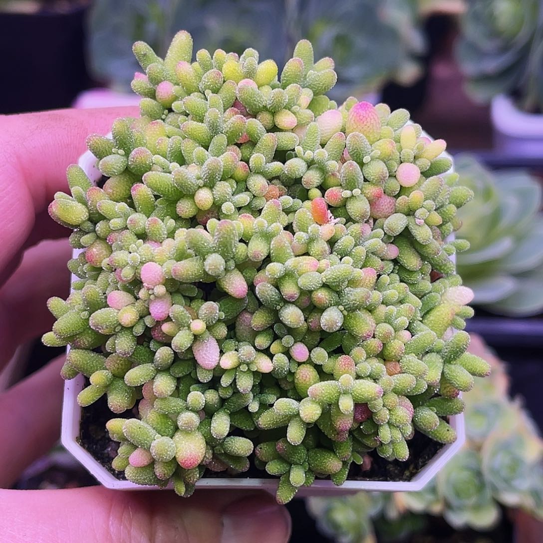 蜜桔糖球 非偏远包邮 多肉