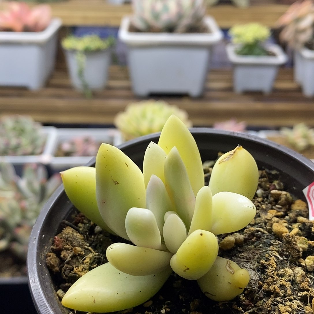 20100 桃花源宽覆轮锦