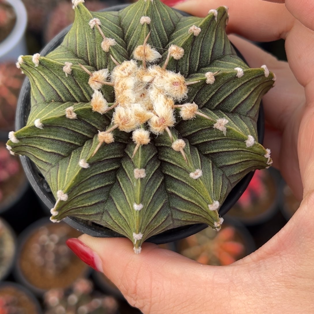 纯肋骨，带盆土发货