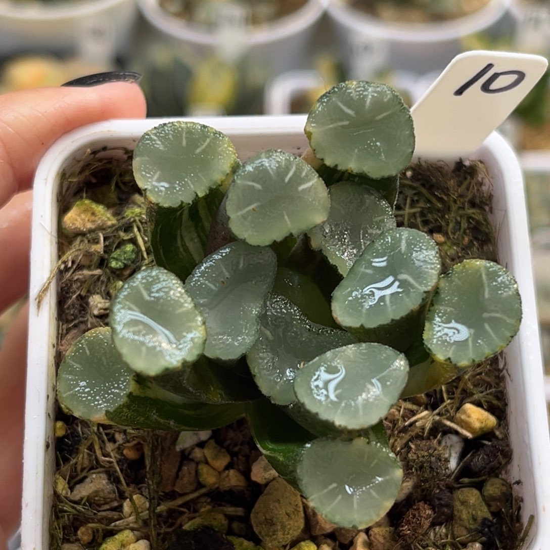 10天照实生万象锦福利专场