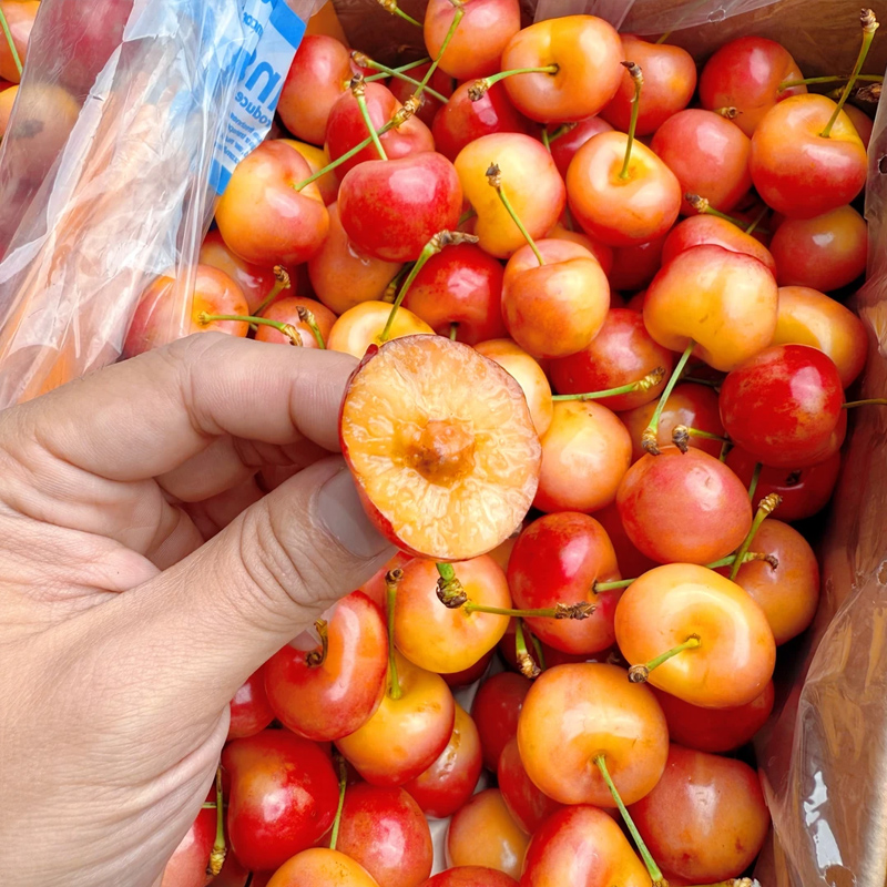 顺丰海运智利雷尼尔黄金车厘子J-5J礼盒装1-4.4斤樱桃内附果径卡