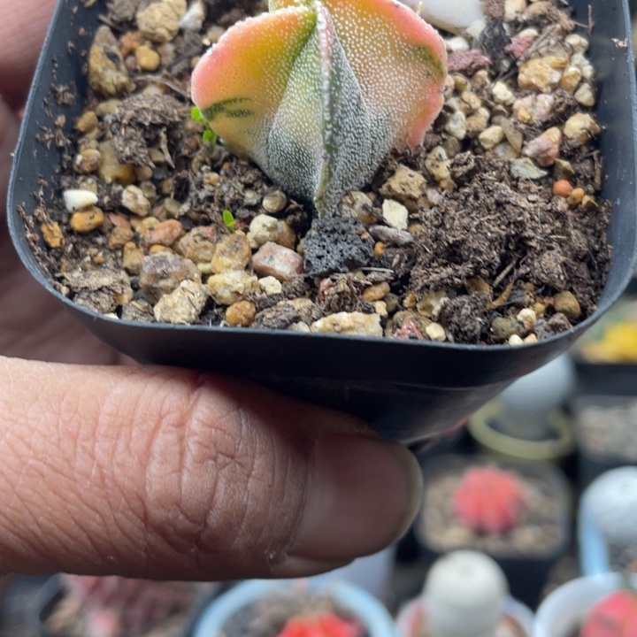 实生银沙鸾凤玉锦