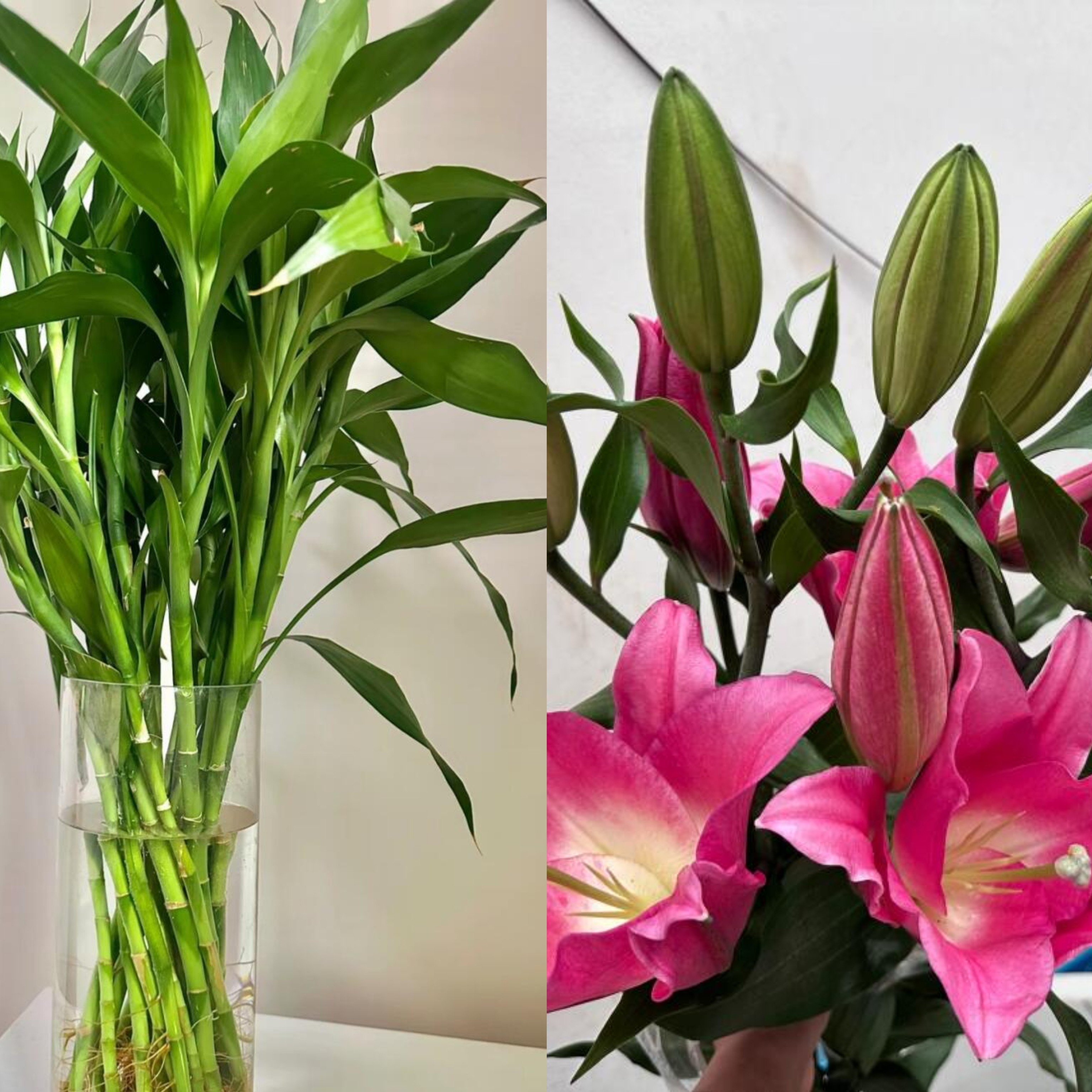 富贵竹（10支） 1把  +多头红百合2支（共8个花包）生花包发货