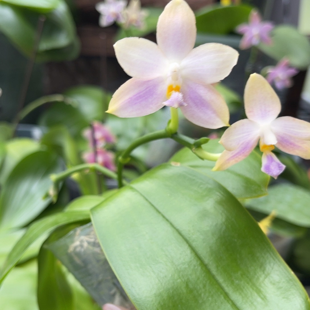 完全开放蝴蝶兰原生