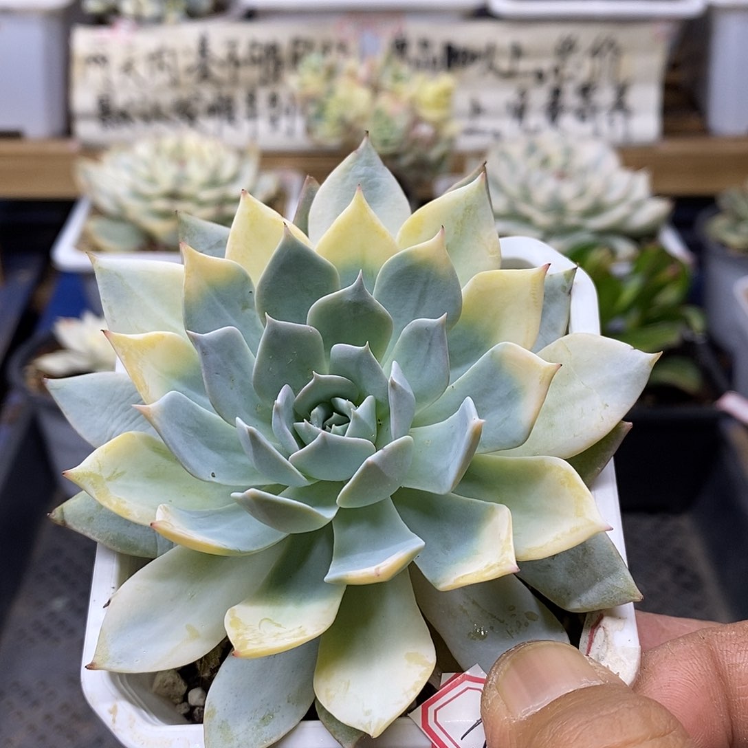 01158 薄叶粉蓝鸟锦