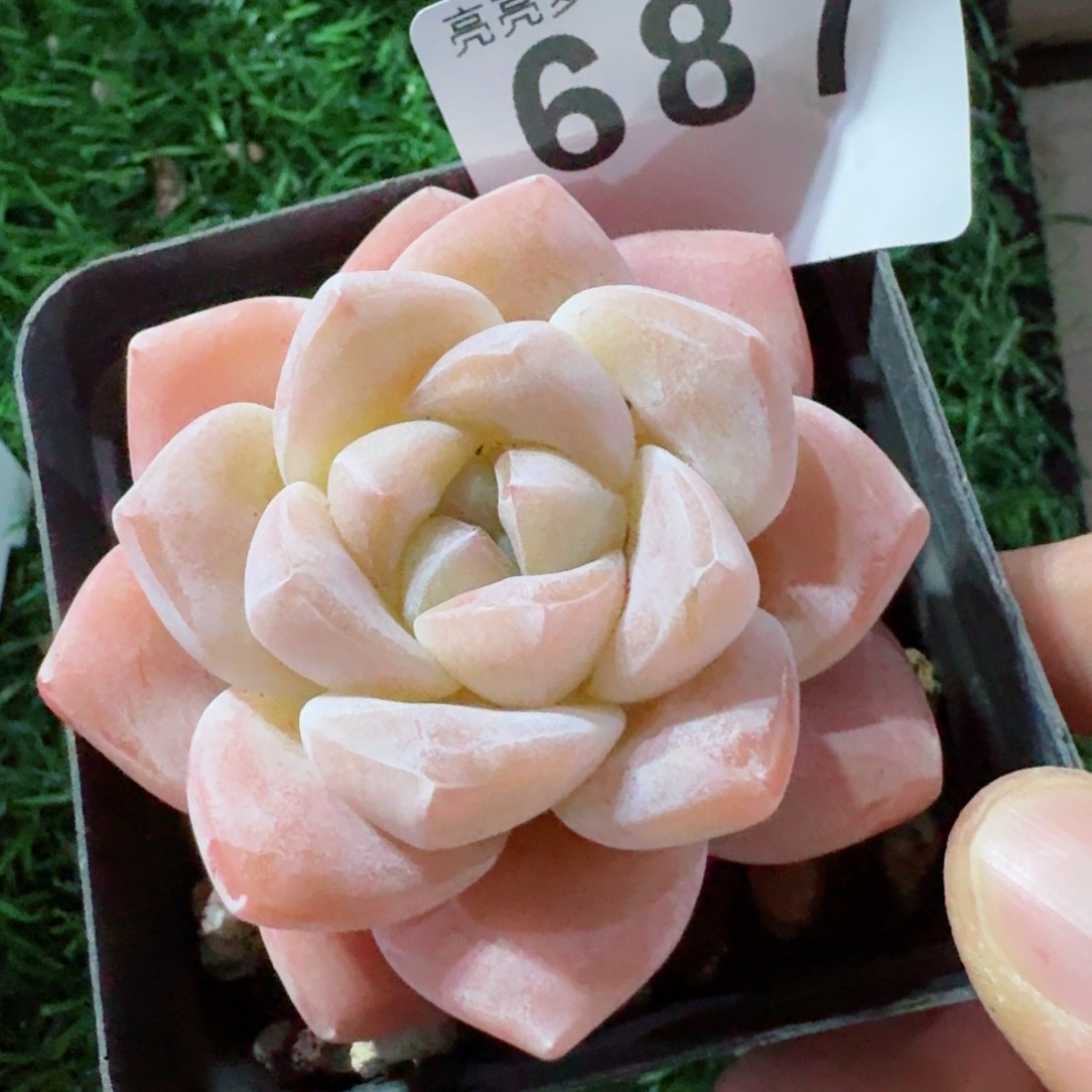 冰玉福利         精品多肉